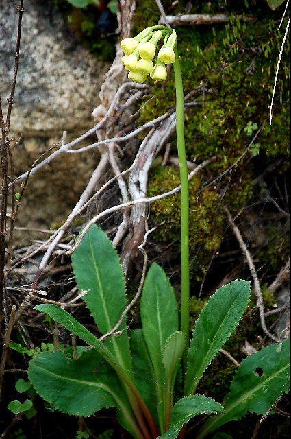Primula szechuanica